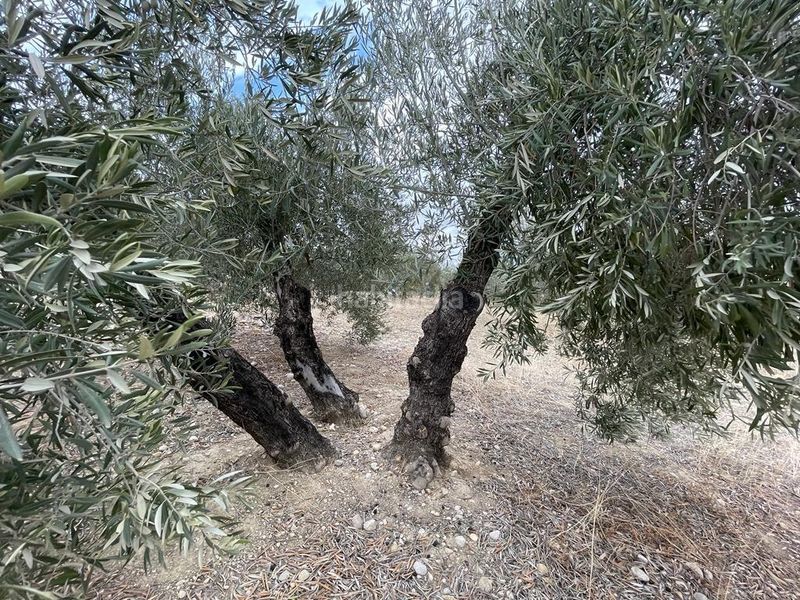 Foto 95424a1b-c428-4765-af57-1e567b0537e1. Finca rústica a San Ildefonso - Catedral Jaén