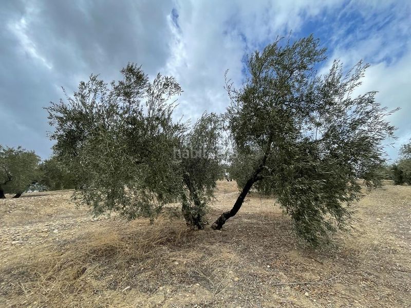 Foto a2e57423-bdb1-4b6c-9f3a-e1aede9713ec. Finca rústica a San Ildefonso - Catedral Jaén