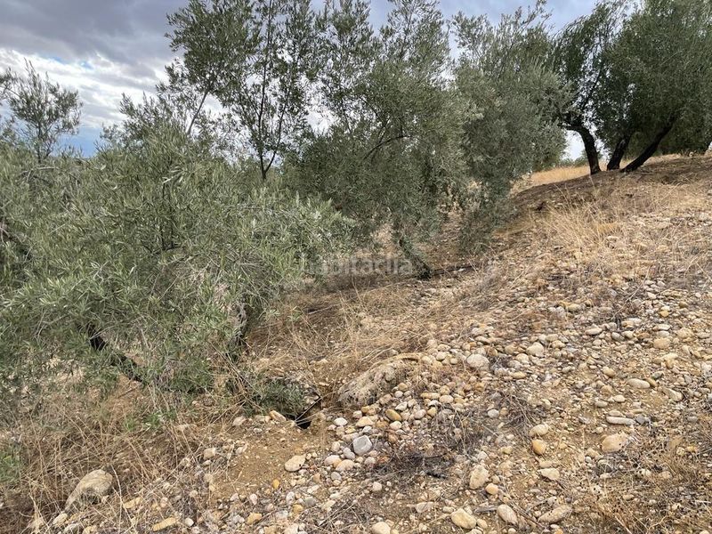 Foto aae2c5fe-c7d4-4721-92e6-39dd53a6ce46. Finca rústica a San Ildefonso - Catedral Jaén