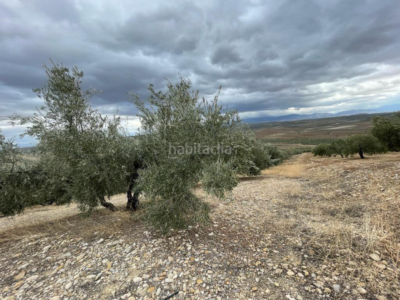 Foto aebe77fe-7217-4c90-aa9f-4a245aa7c926. Finca rústica a San Ildefonso - Catedral Jaén