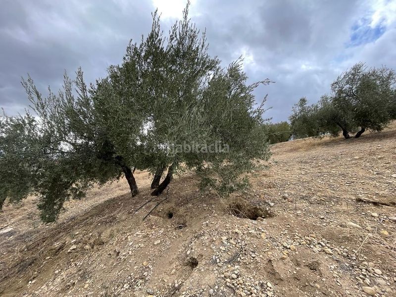 Foto b87b5afd-2fbe-48f2-929c-0306bc34a51d. Finca rústica a San Ildefonso - Catedral Jaén