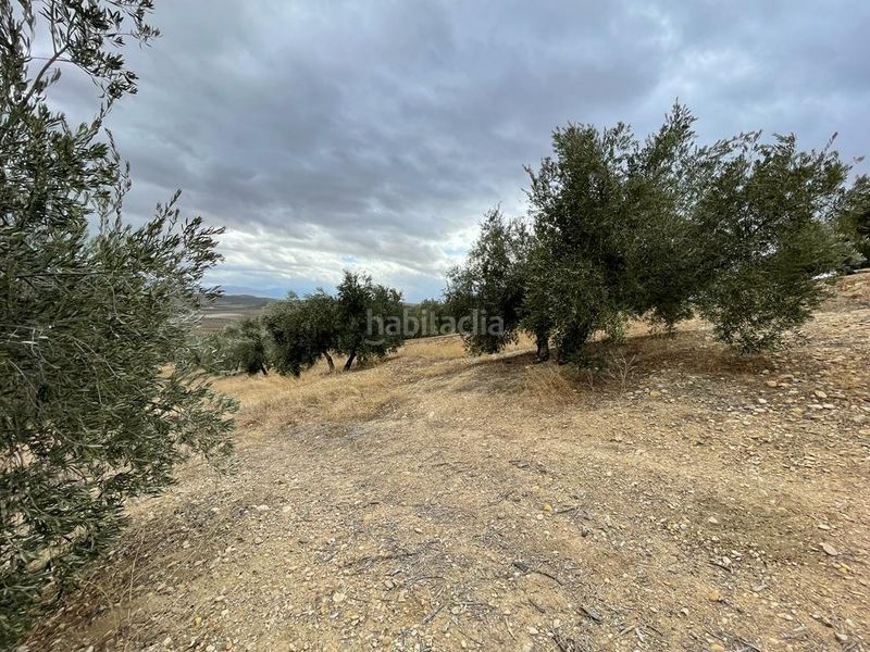 Foto c1cac612-bb1b-4a95-b8d7-8240eb16e46e. Finca rústica a San Ildefonso - Catedral Jaén