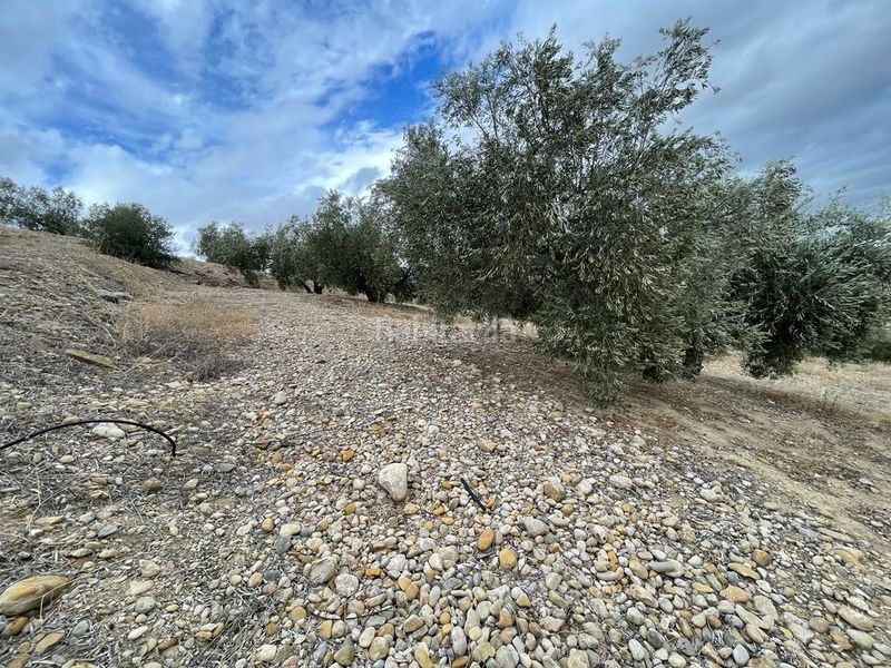 Foto caa8960b-dbc7-4d21-84ba-282dc74b0c93. Finca rústica a San Ildefonso - Catedral Jaén