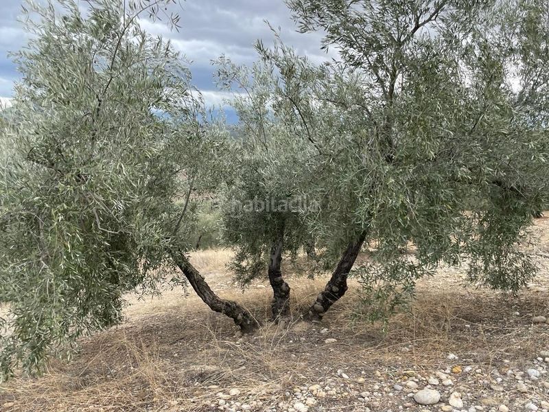 Foto cd30e3c0-047d-47ee-9310-b49fd68700e2. Finca rústica a San Ildefonso - Catedral Jaén