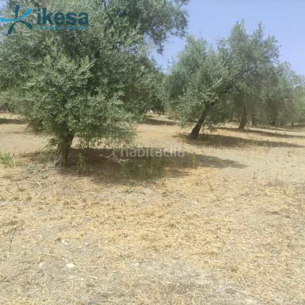 Foto dbc9d507-da78-42e8-9bdc-32c5dfb14002. Finca rústica a San Ildefonso - Catedral Jaén