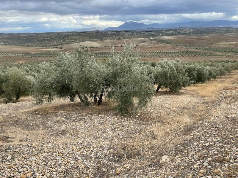 Foto dcc3513d-cdb2-47a2-9603-c157c0ad2036. Finca rústica a San Ildefonso - Catedral Jaén
