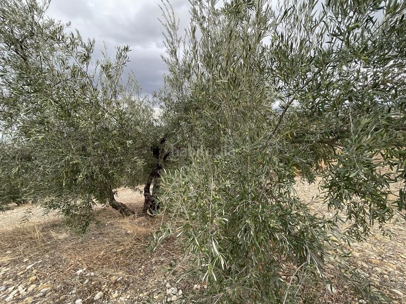 Foto e7f2a2cc-6454-4e71-afc7-b27ad9ce6b1f. Finca rústica a San Ildefonso - Catedral Jaén