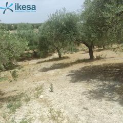 Rural plot in San Ildefonso - Catedral. Olivar en pol almenara