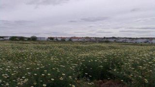 Area edificabile industriale in Carrión de los Céspedes. Venta de suelo en carrión de los céspedes  sevilla