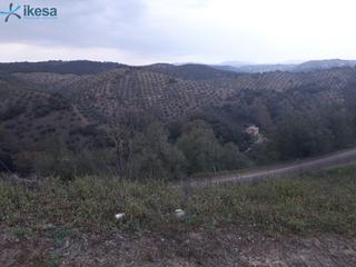 Finca rústica  Camino pago casillas de velasco. Olivar en montoro córdoba en plena sierra