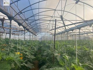Wohngrundstück in Las Palmeras-Dehesilla. Finca con invernadero