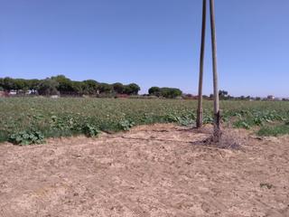 Terrain résidentiel à Monteolivete-Camino Sevilla