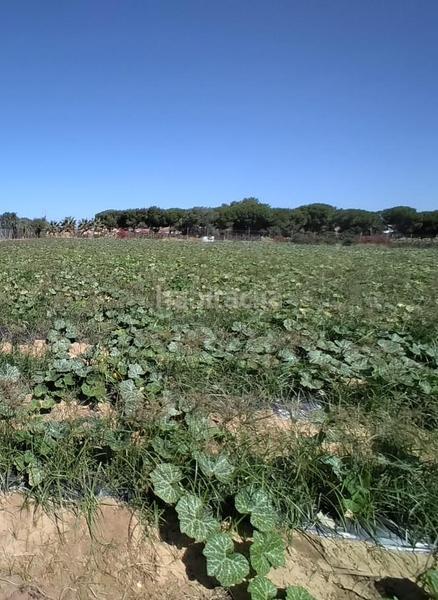 Foto fc7d2ad1-887a-40a7-9bc1-6fa07d5359c5. Terrain résidentiel dans Monteolivete-Camino Sevilla Sanlúcar de Barrameda