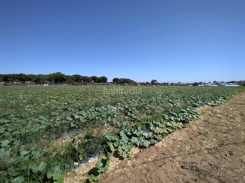 Foto 1c981e5c-c431-4f59-8587-8e62f721fa41. Terreno residenziale in Monteolivete-Camino Sevilla Sanlúcar de Barrameda