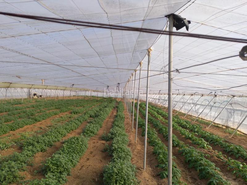 Foto 09be5e75-f5b3-4b08-813a-c3399a94cee0. Terreno residenziale in La Jara Sanlúcar de Barrameda