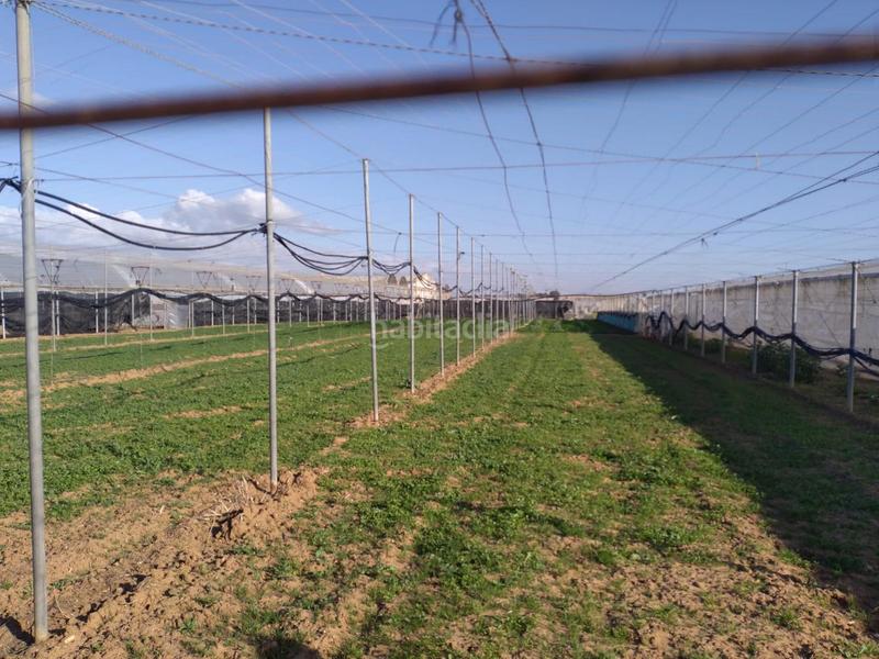 Foto 69af584d-db93-4fe6-9d7b-c1335b46b213. Terreno residenziale in La Jara Sanlúcar de Barrameda