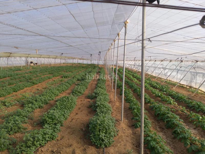 Foto 7e98b4f0-7990-4565-92e0-c1fb7cc56fd1. Terreno residenziale in La Jara Sanlúcar de Barrameda