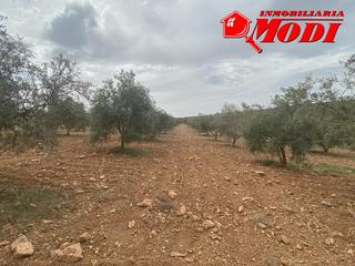 Terreny residencial a Padul. Finca con  8.600 m2, con casi 200 olivos hojiblanca ,con bonitas