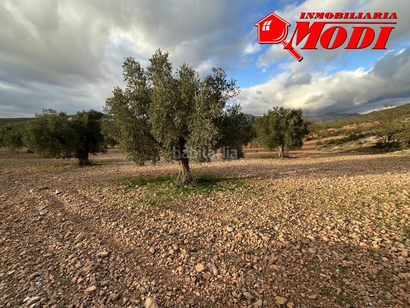 Foto 745fd522-00b3-45dc-a95e-351aa81129f9. Terreno residencial esta finca ,sita en conchar con algo más de una hectárea de tierra 10.509 m2 sembrada de olivos 25 aprox. y almendros 50 aprox. en Villamena