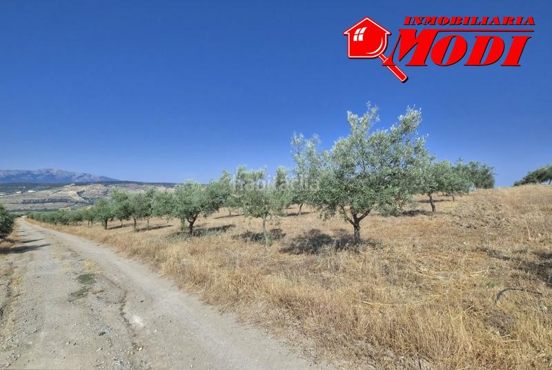 Foto 3d8d36d4-a6d7-4093-8fc4-80ab4c8b8613. Terrain résidentiel dans Arenas del Rey