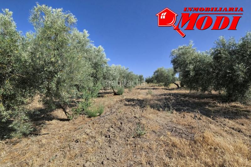 Foto d8c9567e-0785-43c7-be8e-c70dfd221309. Terrain résidentiel dans Arenas del Rey