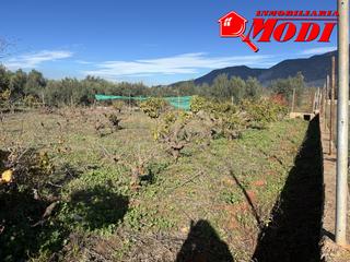 Terreny residencial a Villamena. Te gustaría disfrutar de tus propios frutales y una huerta de ve