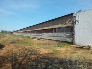 Nau industrial a Aznalcázar. Nave y finca rústica 16.500 m en el aljarafe, a 1.6 km de aznalc