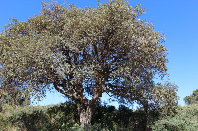 Foto 0dff3569-9ef1-4abf-97ce-4c76b694626a. Terreny residencial a Sotogrande alto Sotogrande