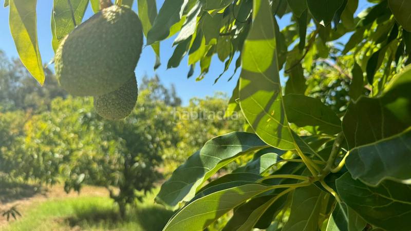 Foto 578c604a-c5e6-44d5-bbf2-129310ca003c. Landgut in El Romeral-Peñón de Zapata Alhaurín de la Torre