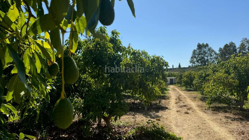Foto 90f517b5-b8b1-4253-b299-71a8d5b34f7f. Landgut in El Romeral-Peñón de Zapata Alhaurín de la Torre