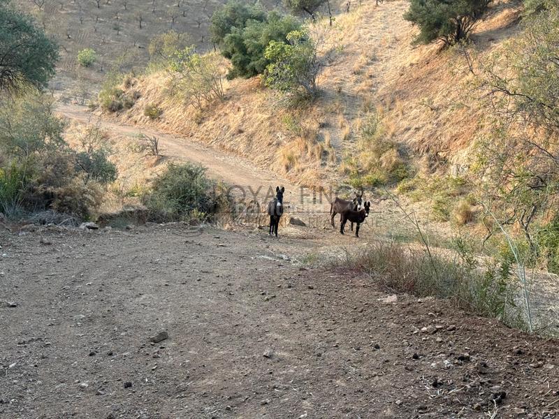 Foto 0a4a0b8e-2302-43da-8e6c-5724c0c385d7. Bauernhof mit kamin in Carratraca