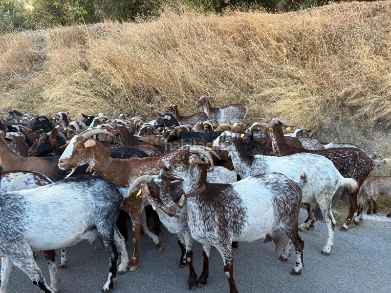 Foto 2a32d2e3-526c-4eb9-927c-5b5e3df88bb6. Bauernhof mit kamin in Carratraca