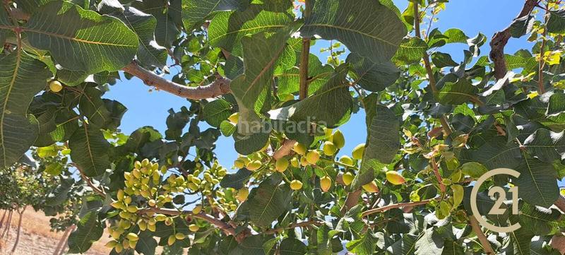 Foto d0f82185-4763-4063-b9a7-9455622d17ea. Propriété dans calle grande 2 dans Cañete la Real