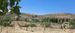Rural plot in Calle grande 2
