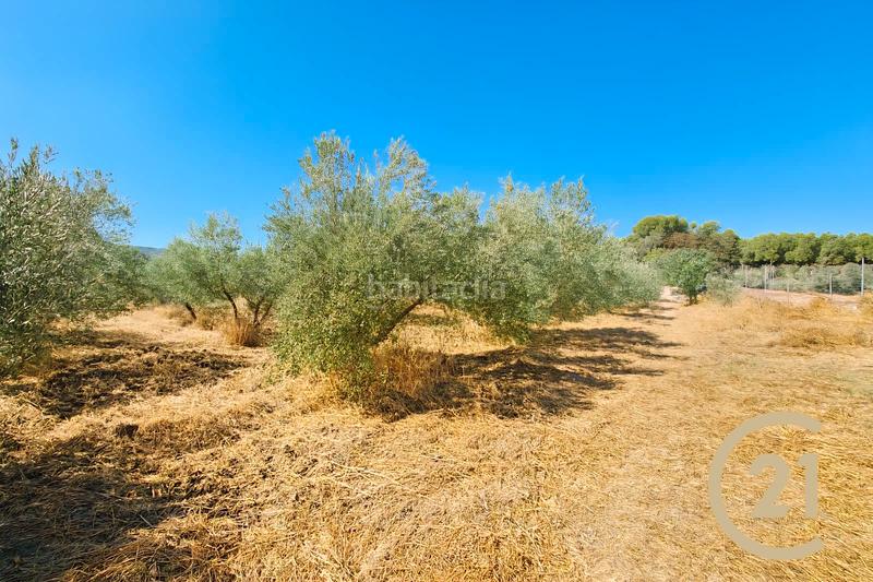 Foto dda624a3-0a6f-4c3f-924e-f56669813f7c. Xalet a partida sanguijuela 6 a Partidas Norte Ronda