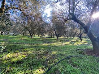 Masia a Encinarejo de Córdoba. Gran finca en zona encinarejo  córdoba
