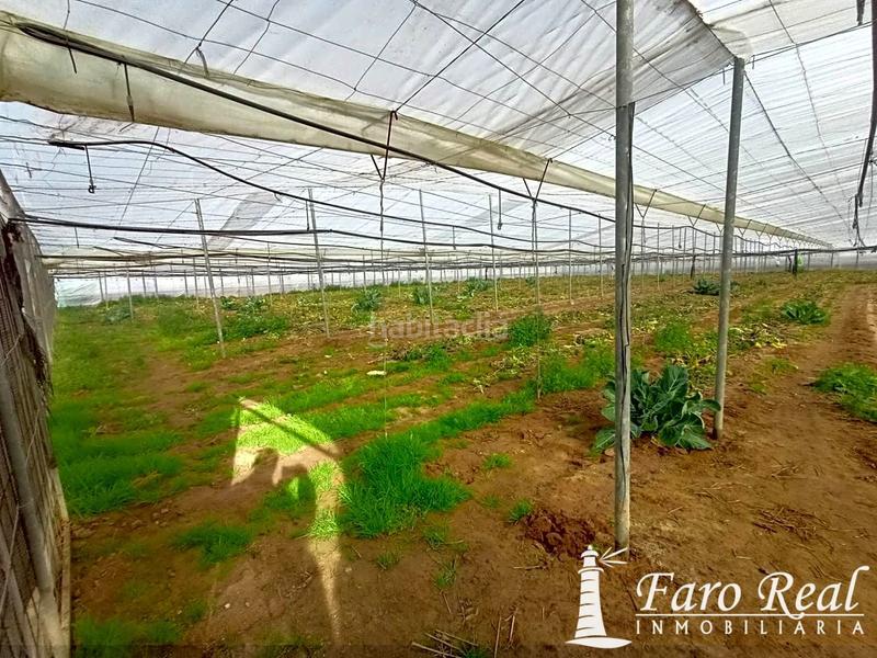 Foto 04a814ab-e745-419c-9d20-6f691f989cf3. Mas dans La Jara Sanlúcar de Barrameda