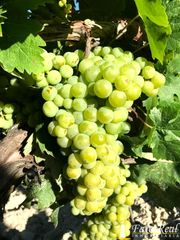Masía  Balbaina baja. Finca rústica de viñedos