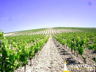 Fondo rustico in Cuatro Pinos - El Carmen. Finca rustica con viña