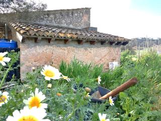 Rural plot in Sineu. Se vende terreno en sineu