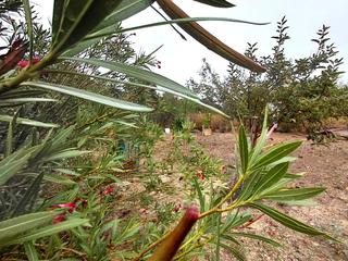 Finca rústica a Sineu. Se vende terreno en sineu