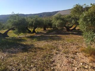 Finca rústica a Villanueva de la Reina. Finca de olivos muy cerca de andújar.