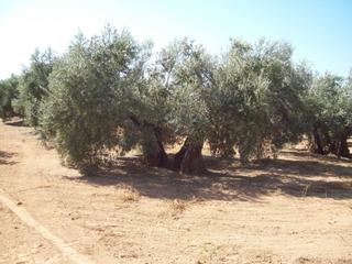 Finca rústica a Villanueva de la Reina
