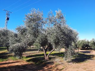 Fondo rustico in Bailén. Fica con 1.750 olivos de regadío, y casa reformada con cochera.
