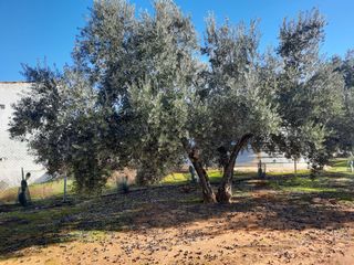 Landgut in Bailén. Finca en bailen  de 10  ha,1.650 plantas.