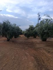 Finca rústica en Bailén. Finca en bailen  de 9  ha,1.631 plantas.