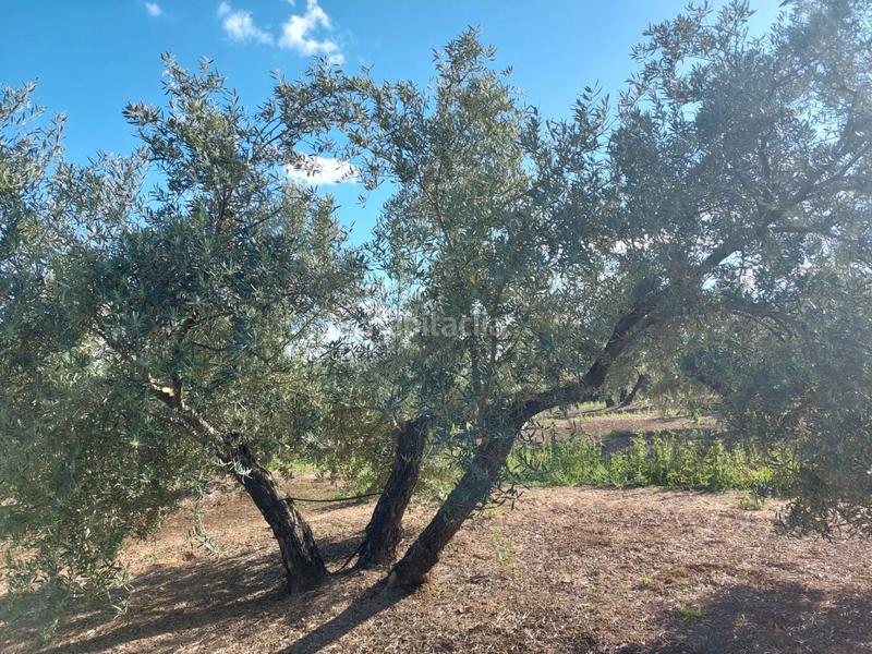 Foto ade8ac87-e8a5-4fd1-bb2b-805baafe54cf. Landgut in Zona Hospital Linares