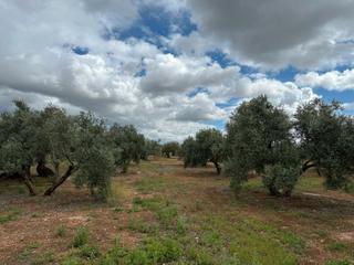Finca rústica a Torreblascopedro. Finca de 530 olivos muy cerca de torreblascopedro