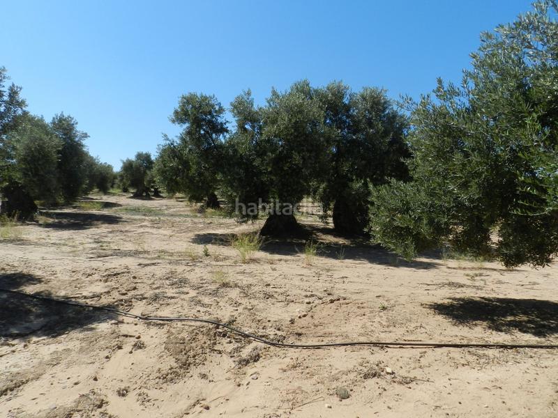 Foto 4a6eca22-8370-4541-81e5-69b5ef39cbec. Finca rústica a Bailén