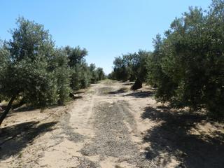 Finca rústica a Bailén. Finca de olivos entre bailen y andújar